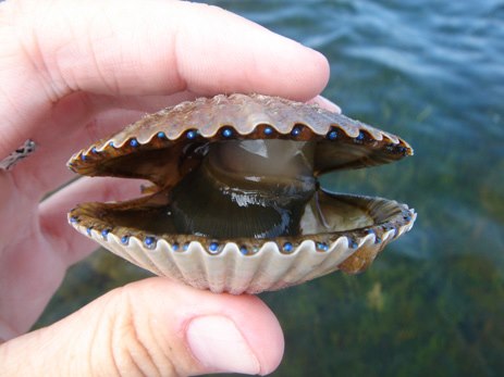 Cape San Blas Vacation Rentals decorative image of scallop