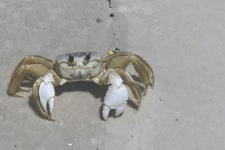 Cape San Blas Vacation Rentals decorative image of crab