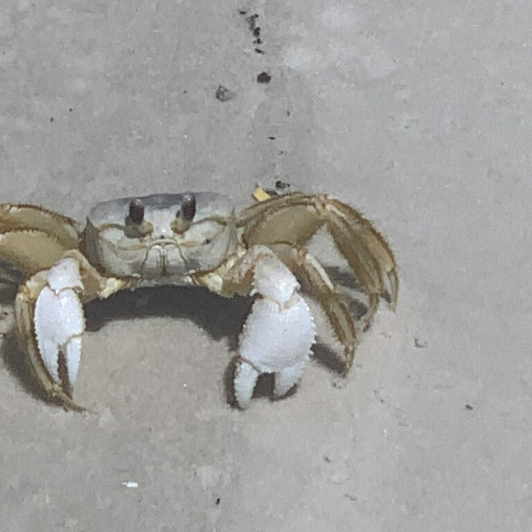 cape-san-blas-vacation-rentals-vrbo-dog-friendly-515 Cape San Blas Vacation Rentals decorative image of crab
