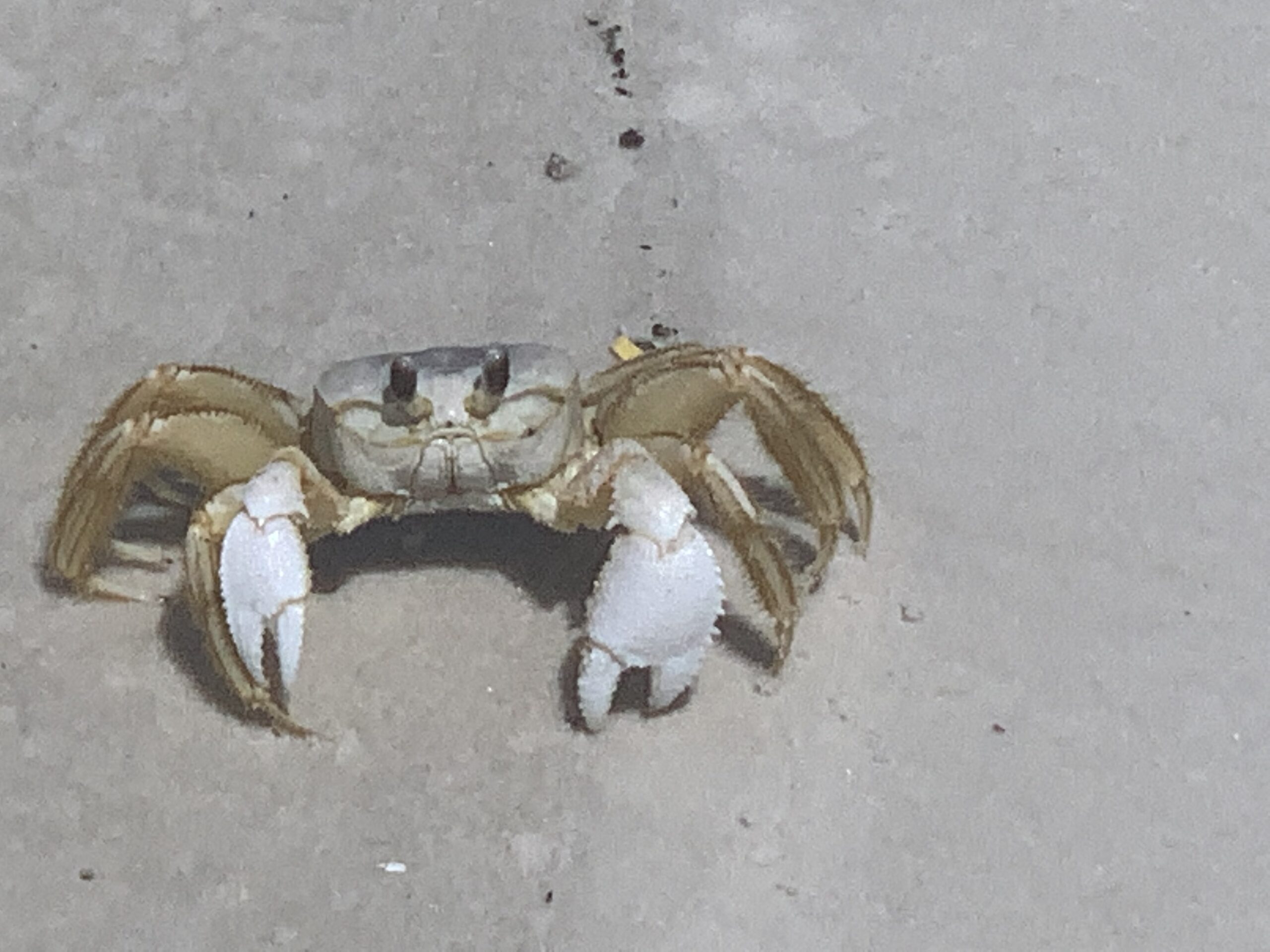 Cape San Blas Vacation Rentals decorative image of crab
