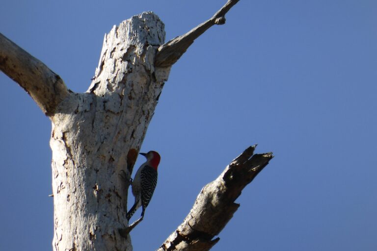 Cape San Blas Vacation Rentals decorative image of woodpecker on a tree