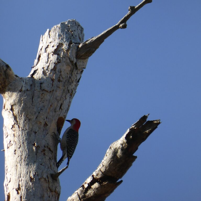 cape-san-blas-vacation-rentals-vrbo-dog-friendly-542 Cape San Blas Vacation Rentals decorative image of woodpecker on a tree