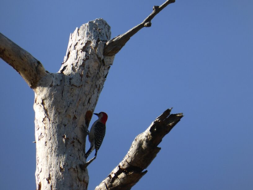 Cape San Blas Vacation Rentals decorative image of woodpecker on a tree