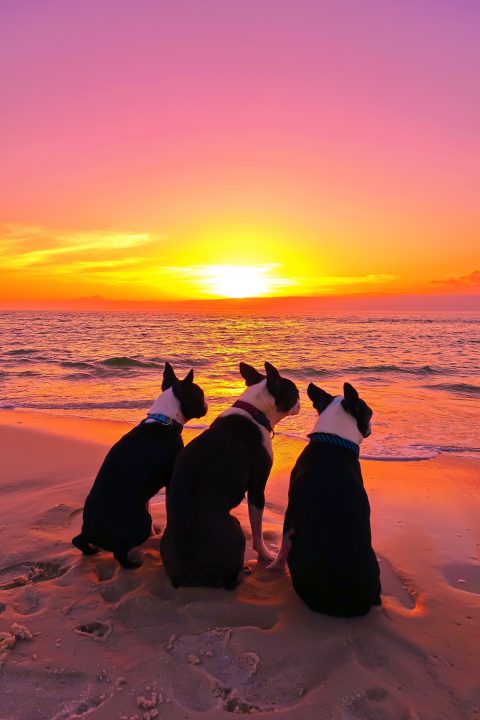 Cape San Blas Vacation Rentals view of dog-friendly beach at sunset