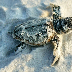 sea-turtles-cape-san-blas Cape San Blas Vacation Rentals decorative image of baby sea turtle