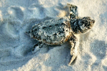 Cape San Blas Vacation Rentals decorative image of baby sea turtle