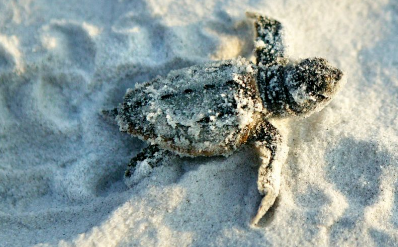 Cape San Blas Vacation Rentals decorative image of baby sea turtle