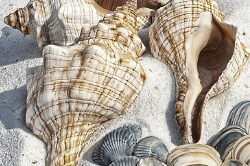 Cape San Blas Vacation Rentals decorative image of seashells on the beach