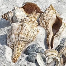 shells-1 Cape San Blas Vacation Rentals decorative image of seashells on the beach