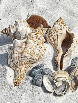 Cape San Blas Vacation Rentals decorative image of seashells on the beach