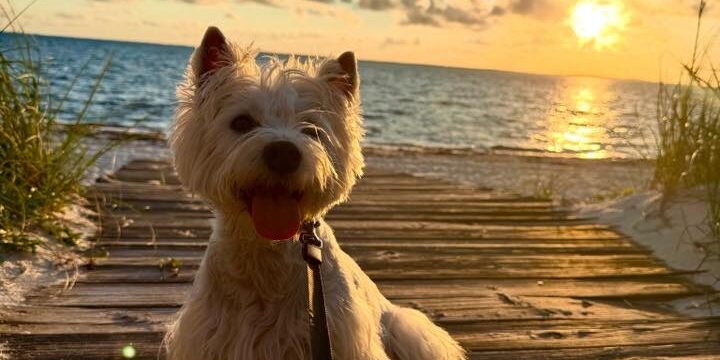 CER dog with sunset